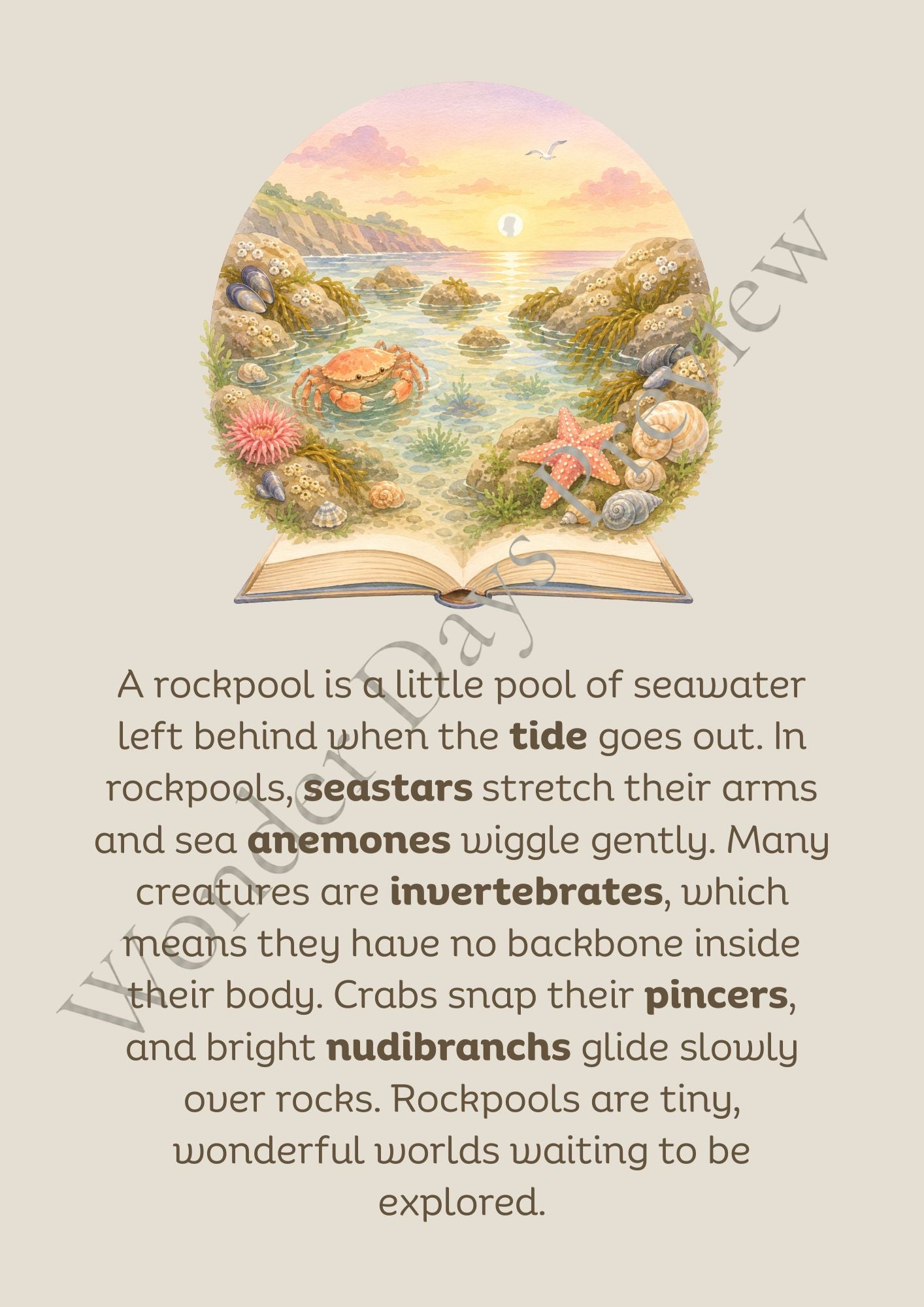 Rockpool Treasures (Knowledge Collection) | Digital Product