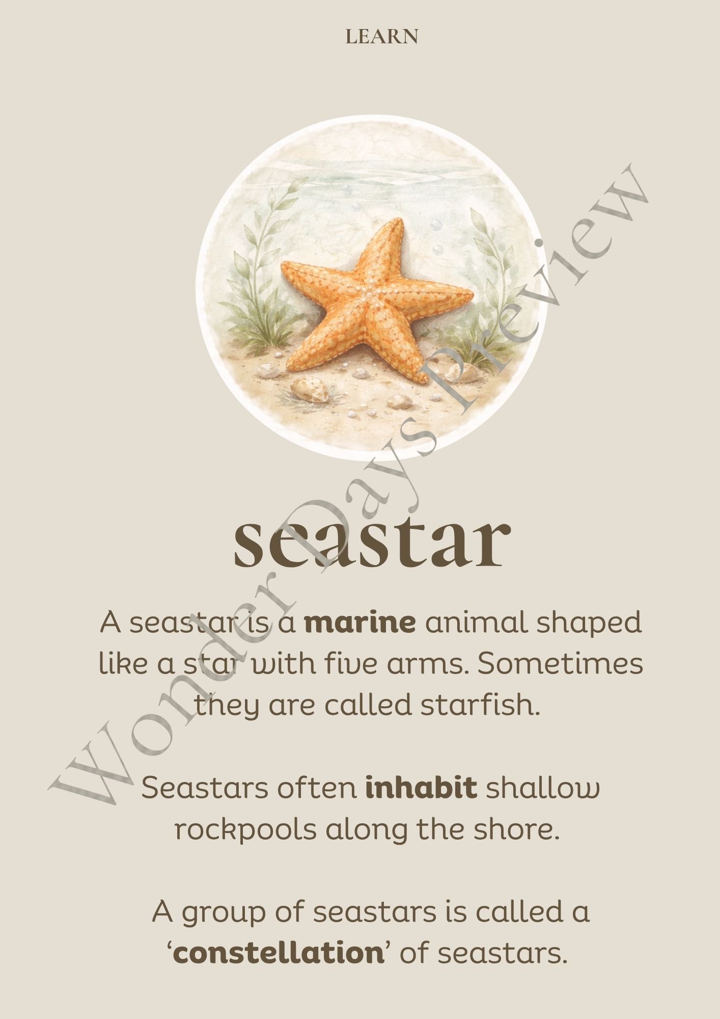 Rockpool Treasures (Knowledge Collection) | Digital Product