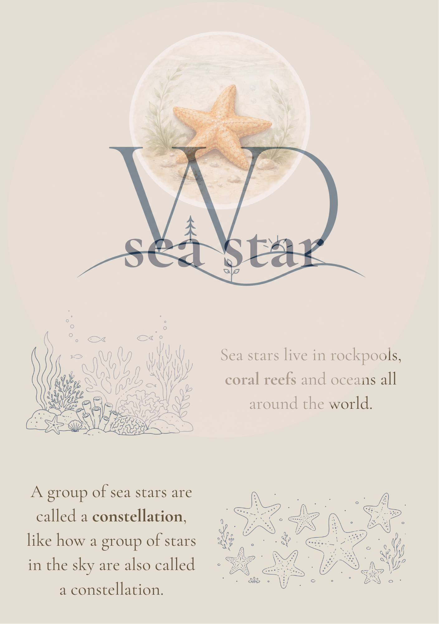 Seastar Collection | Digital Product