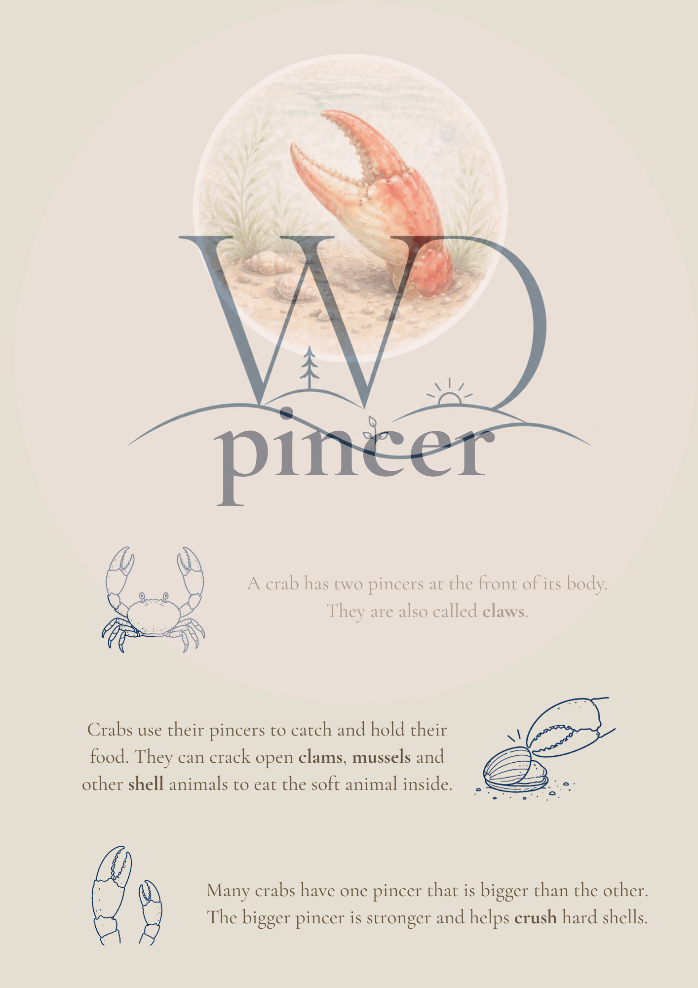 Nori the Nudibranch + By the Seashore Knowledge Collection | Digital Product