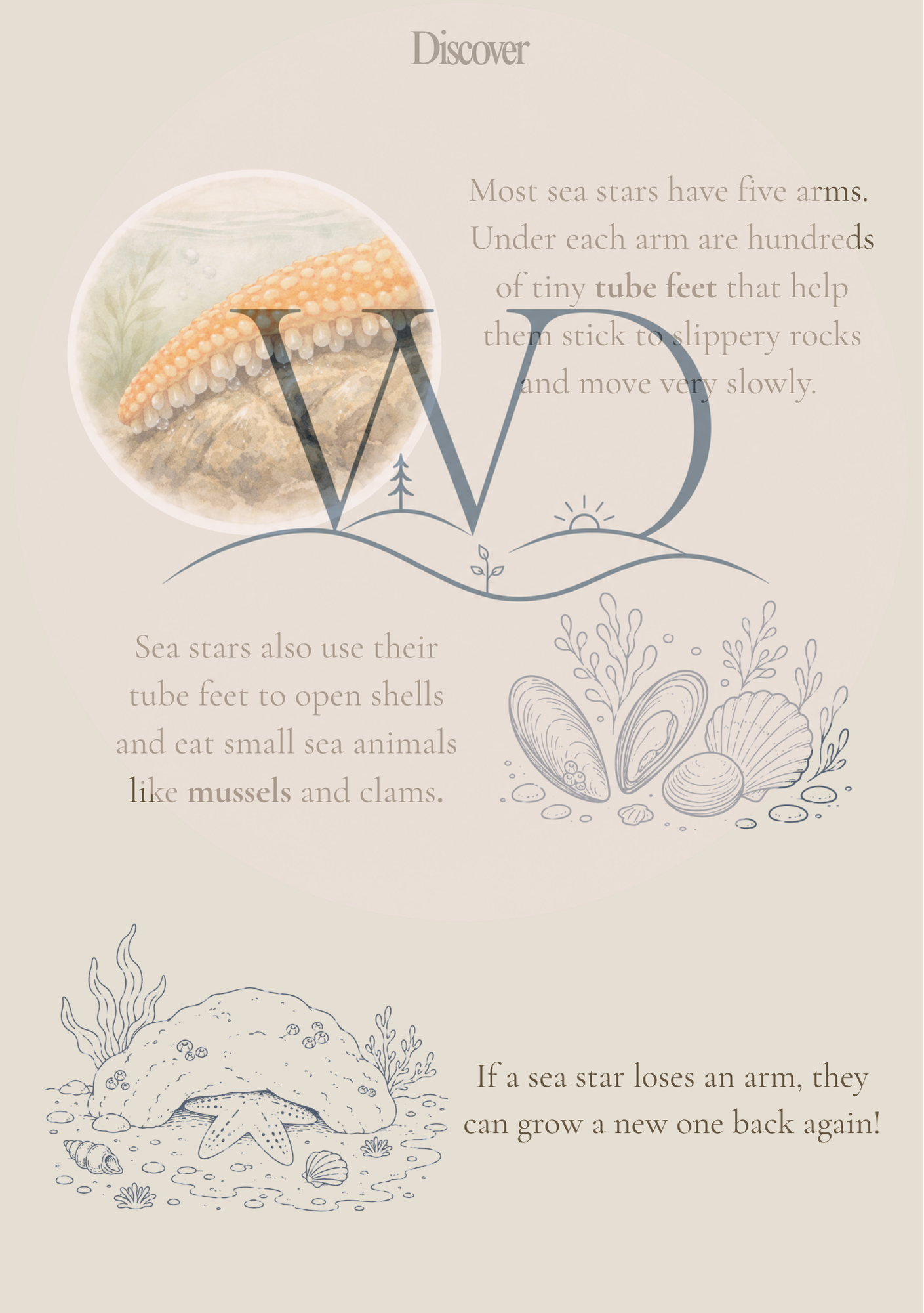 Seastar Discovery Collection | Digital Product